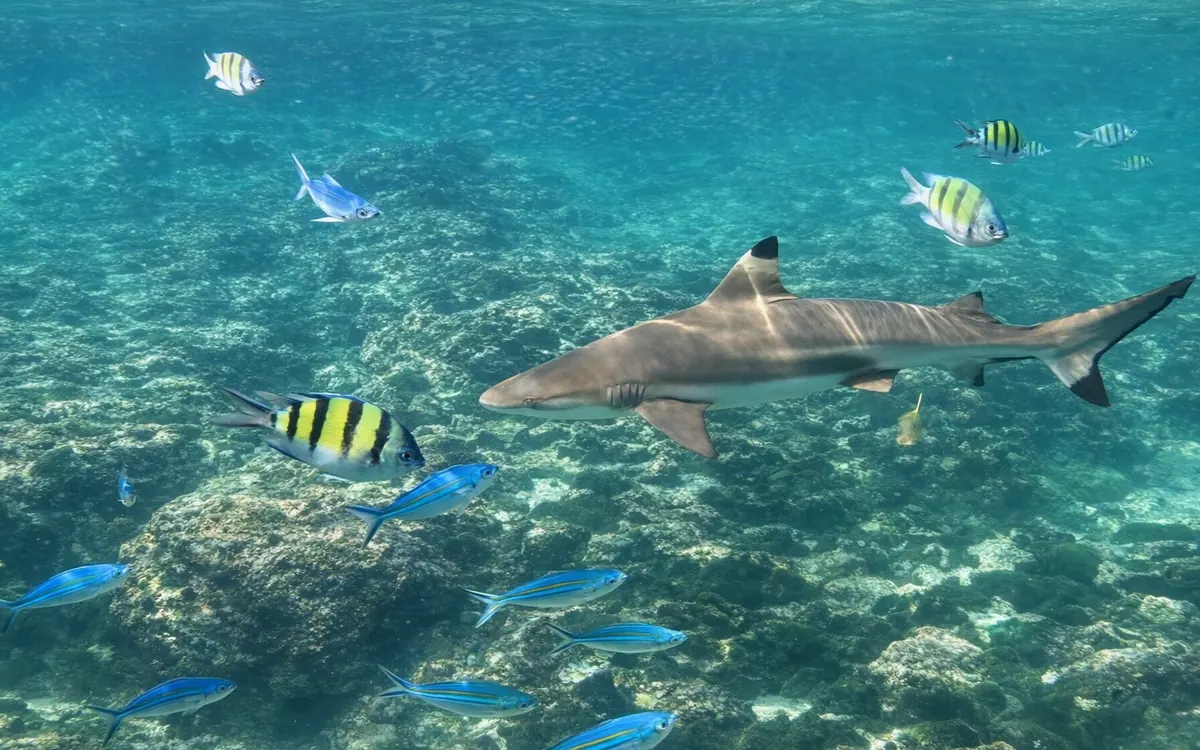 A blacktip reef shark swimming over coral among striped reef fish in shallow water