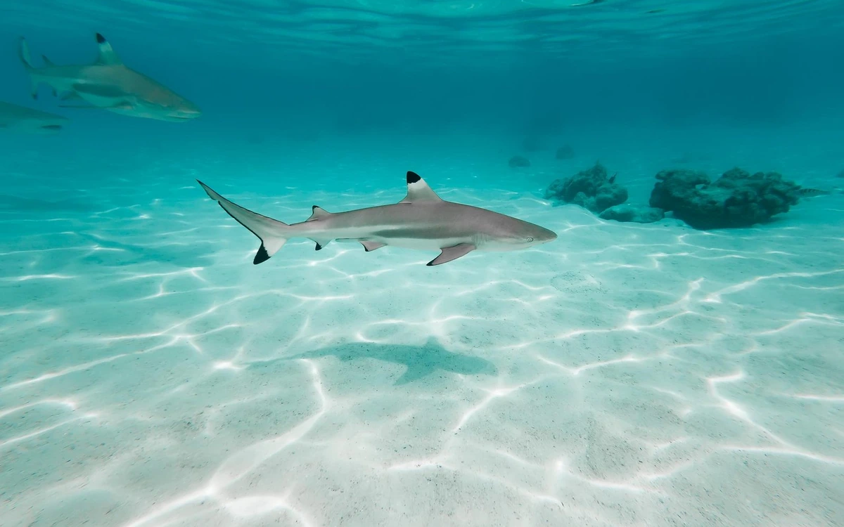 A blacktip reef shark swimming over clean white sand in shallow water