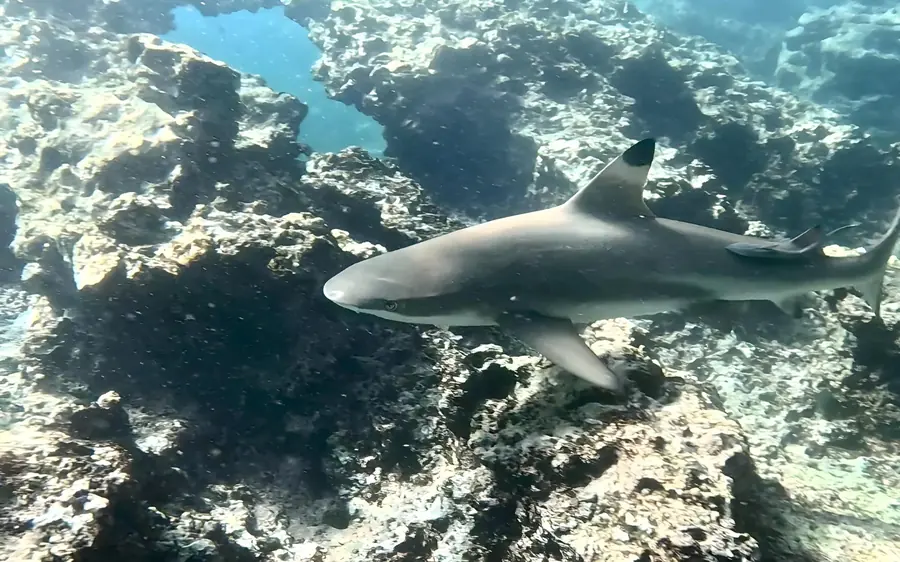 A blacktip reef shark swimming over pale sand in shallow water