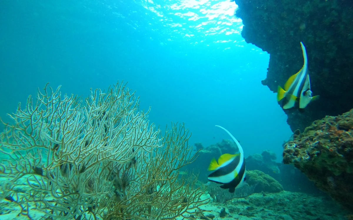 A sea fan and two black and white bannerfish beside a rock wall underwater